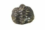 Bargain, Wide, Partially Enrolled Morocops Trilobite - Morocco #157104-2
